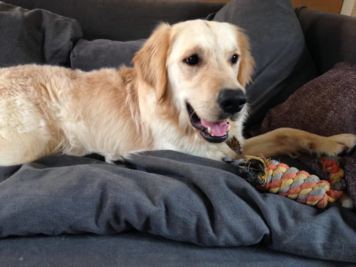 La vie après le labo – Une nouvelle vie pour Bounty, Golden Retriever, male Mixed Breed for adoption at Association GRAAL (Groupement de Réflexion et d