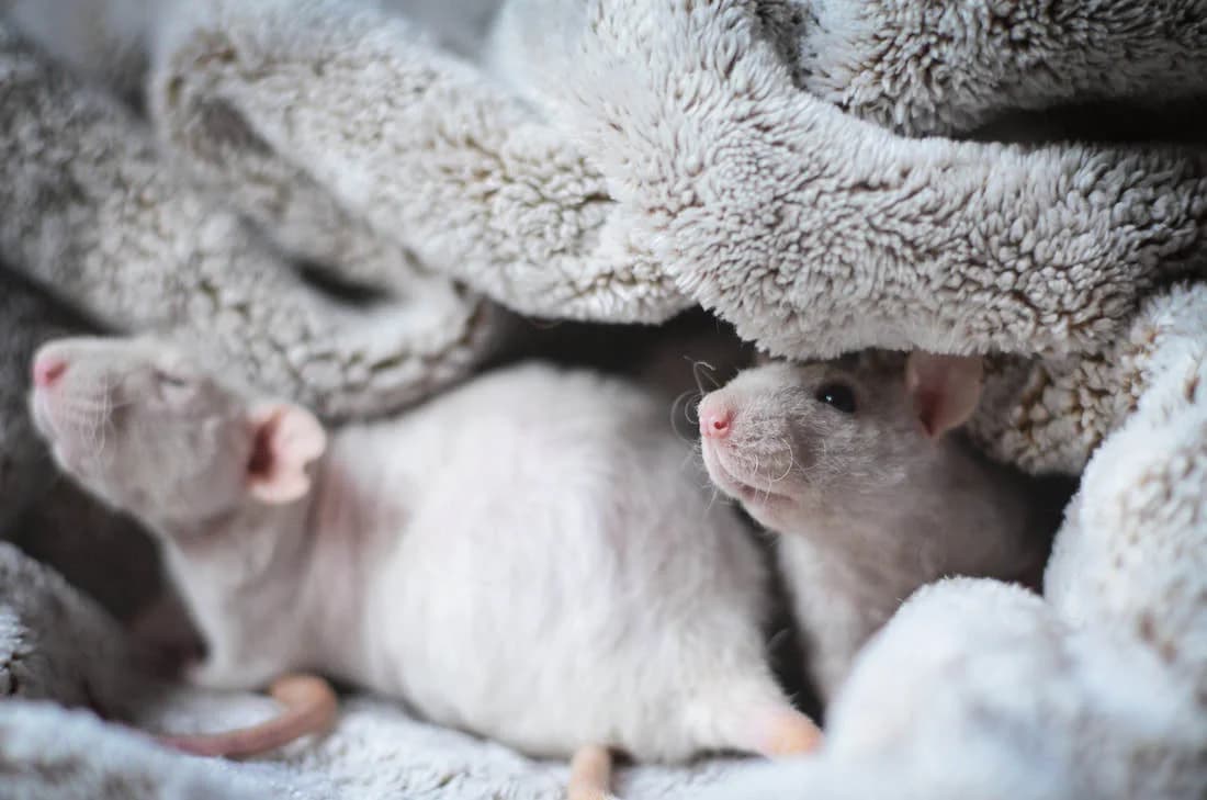 47 rats et rates accueillis par l’Association Bagheera, male young Mixed Breed for adoption at Association GRAAL (Groupement de Réflexion et d, Charenton-le-Pont