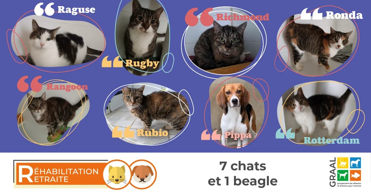 Réhabilitation de 7 chattes et 1 chienne, male Mixed Breed for adoption at Association GRAAL (Groupement de Réflexion et d, Charenton-le-Pont