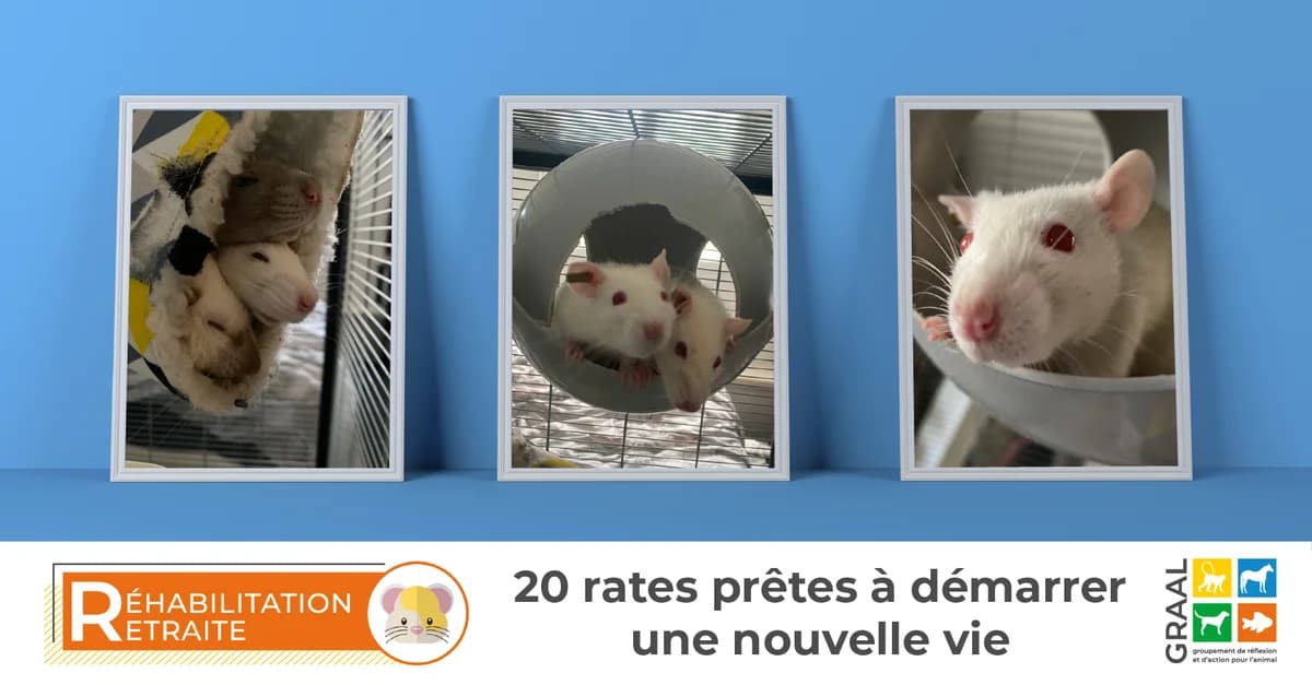 Sortie de 20 rates, male puppy Mixed Breed for adoption at Association GRAAL (Groupement de Réflexion et d, Charenton-le-Pont