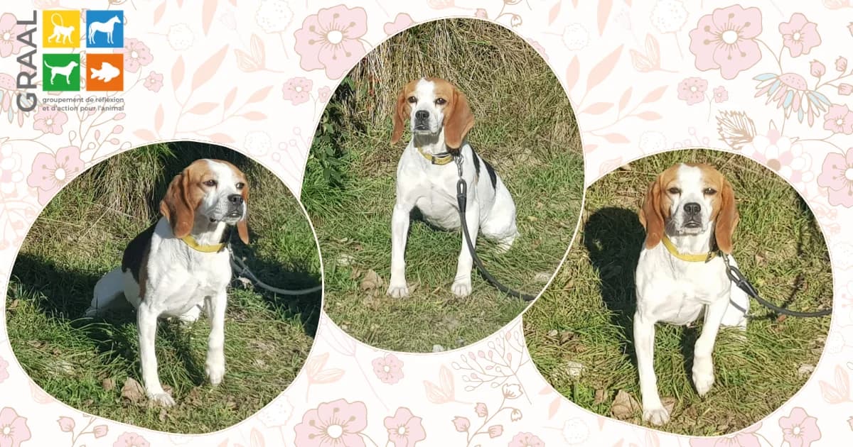 Mona attend sa famille pour la vie, male 5yo Mixed Breed for adoption at Association GRAAL (Groupement de Réflexion et d, Charenton-le-Pont