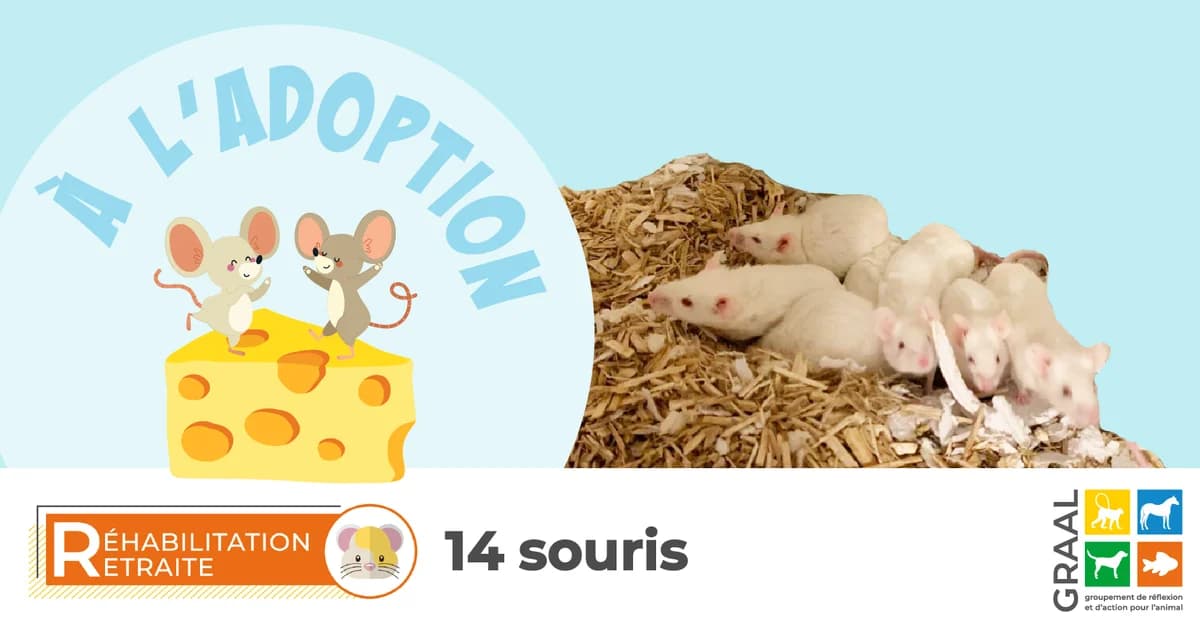 14 souris réhabilitées à adopter, male young Mixed Breed for adoption at Association GRAAL (Groupement de Réflexion et d, Charenton-le-Pont