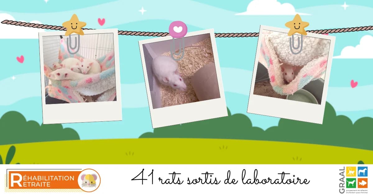 41 rats sortis de laboratoire, male Mixed Breed for adoption at Association GRAAL (Groupement de Réflexion et d, Charenton-le-Pont