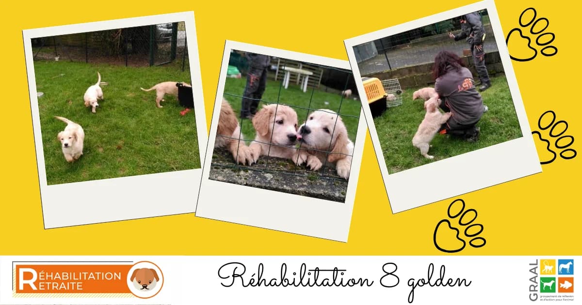 À PEINE SORTIS DU LABO, DÉJÀ ADOPTÉS, male puppy Mixed Breed for adoption at Association GRAAL (Groupement de Réflexion et d, Charenton-le-Pont