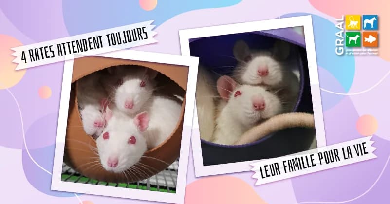 4 rates attendent toujours leur famille pour la vie, male Mixed Breed for adoption at Association GRAAL (Groupement de Réflexion et d, Charenton-le-Pont