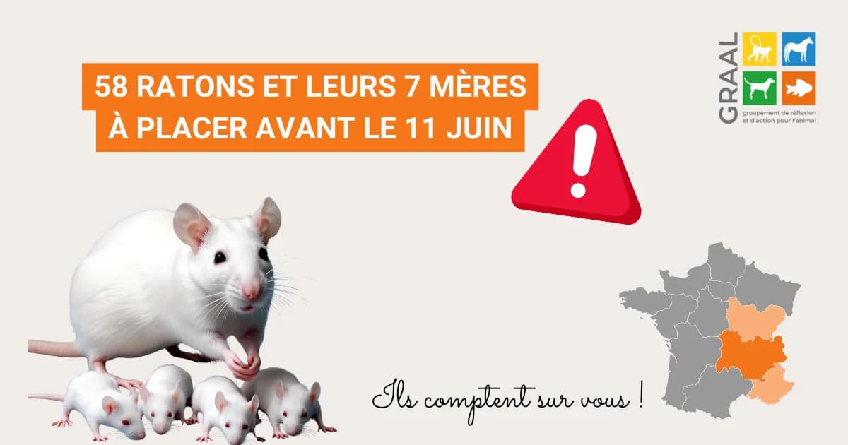 Aidez-nous à sortir 65 rats de laboratoire, male Mixed Breed for adoption at Association GRAAL (Groupement de Réflexion et d, Charenton-le-Pont