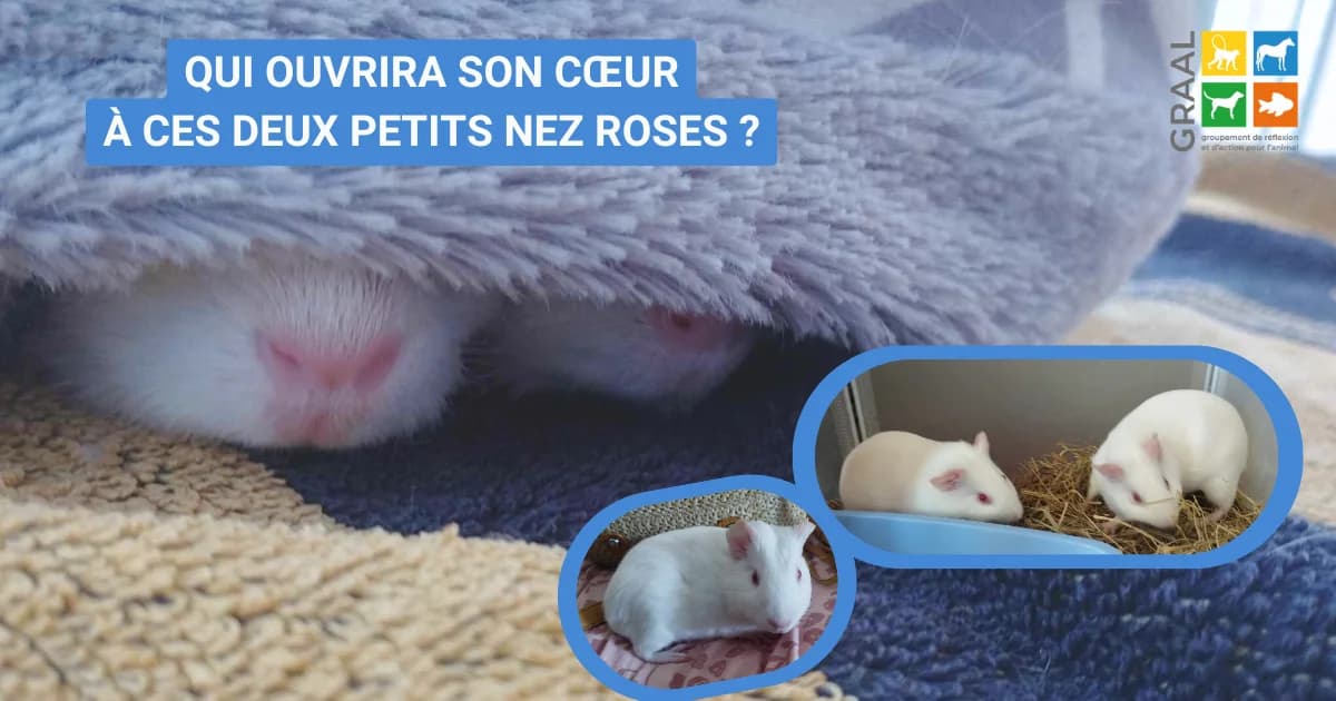 Qui ouvrira son cœur à ces deux petits nez roses, male Mixed Breed for adoption at Association GRAAL (Groupement de Réflexion et d, Charenton-le-Pont