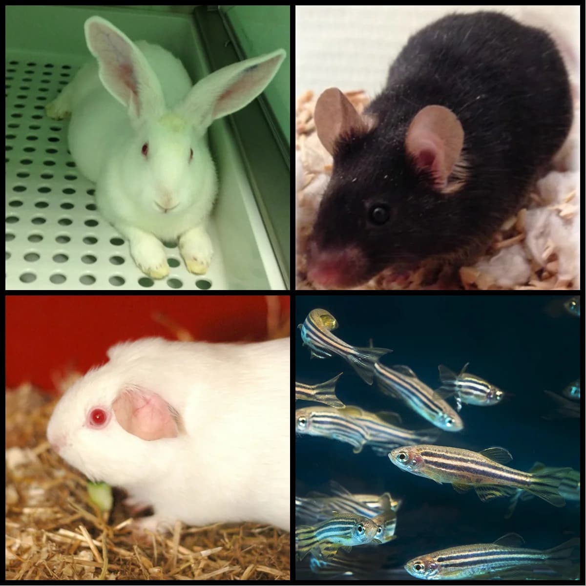 Actus réhabilitations –, male senior Mixed Breed for adoption at Association GRAAL (Groupement de Réflexion et d, Charenton-le-Pont