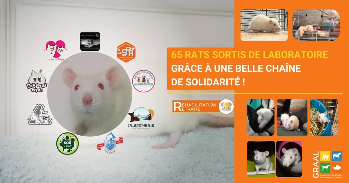 Nouveau départ pour 65 rats, male Mixed Breed for adoption at Association GRAAL (Groupement de Réflexion et d, Charenton-le-Pont