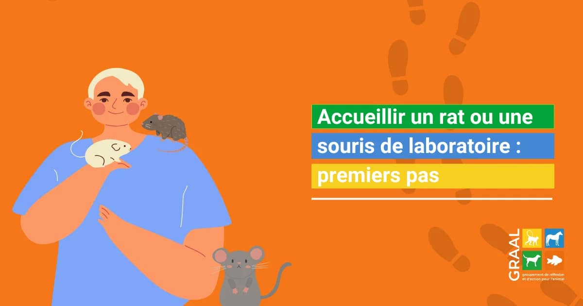 Accueillir un petit rat ou une petite souris de laboratoire : premiers pas, male Mixed Breed for adoption at Association GRAAL (Groupement de Réflexion et d, Charenton-le-Pont