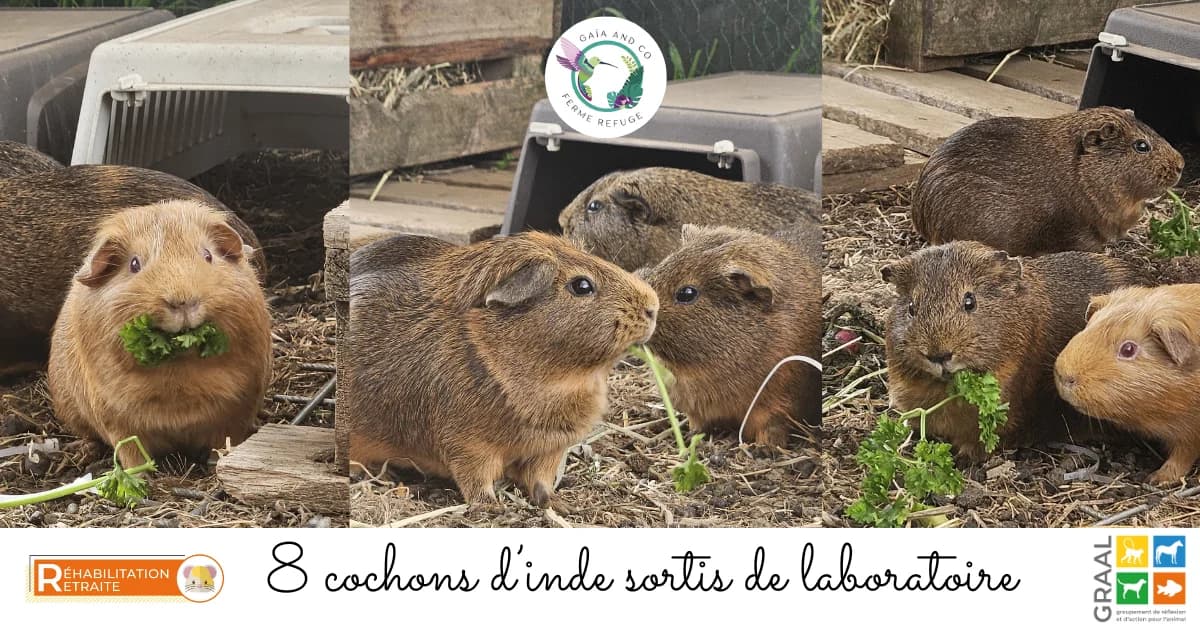 8 Cochons d’inde sortis de laboratoire, male Mixed Breed for adoption at Association GRAAL (Groupement de Réflexion et d, Charenton-le-Pont