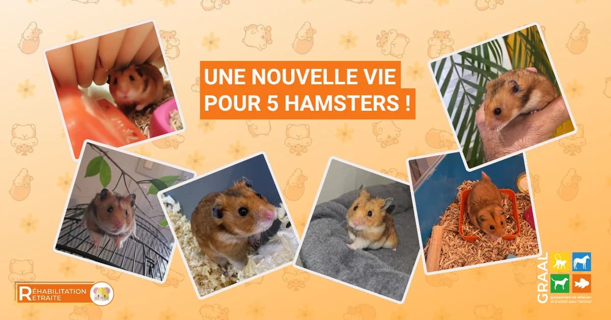 Réhabilitation de 5 hamsters dorés, young Mixed Breed for adoption at Association GRAAL (Groupement de Réflexion et d, Charenton-le-Pont