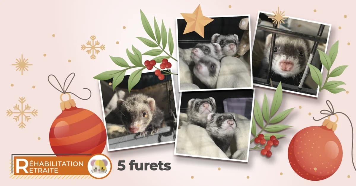 Nouvelle vie pour 5 furettes, young Mixed Breed for adoption at Association GRAAL (Groupement de Réflexion et d, Charenton-le-Pont