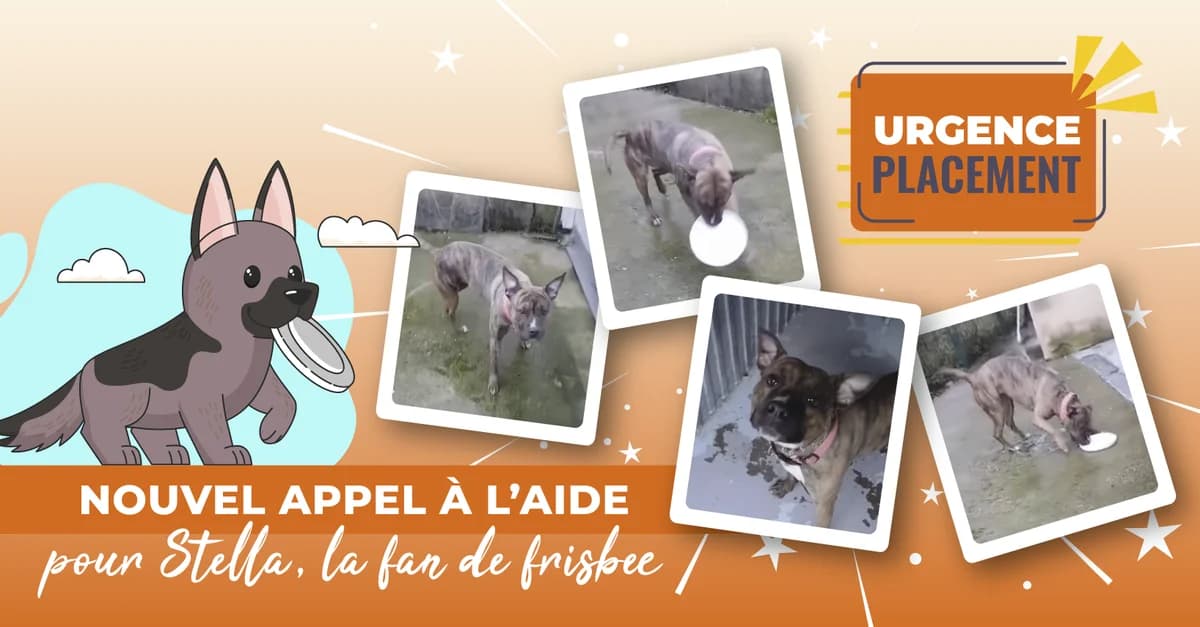 Appel à l’aide : fourrière de Massy, male Mixed Breed for adoption at Association GRAAL (Groupement de Réflexion et d, Charenton-le-Pont