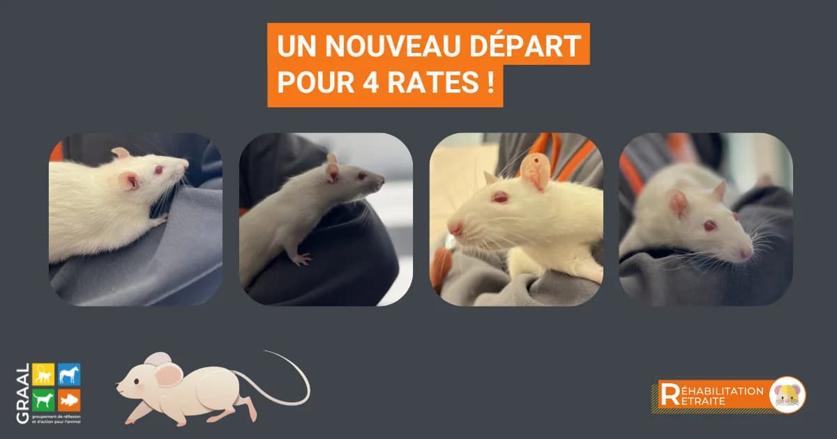 Un nouveau départ pour 4 rates, female young Mixed Breed for adoption at Association GRAAL (Groupement de Réflexion et d, Charenton-le-Pont