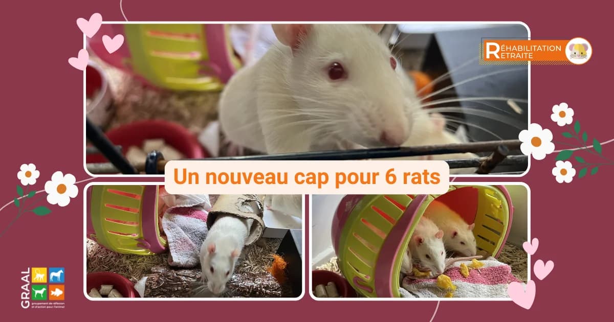 Un nouveau cap pour 6 rats, male Mixed Breed for adoption at Association GRAAL (Groupement de Réflexion et d, Charenton-le-Pont