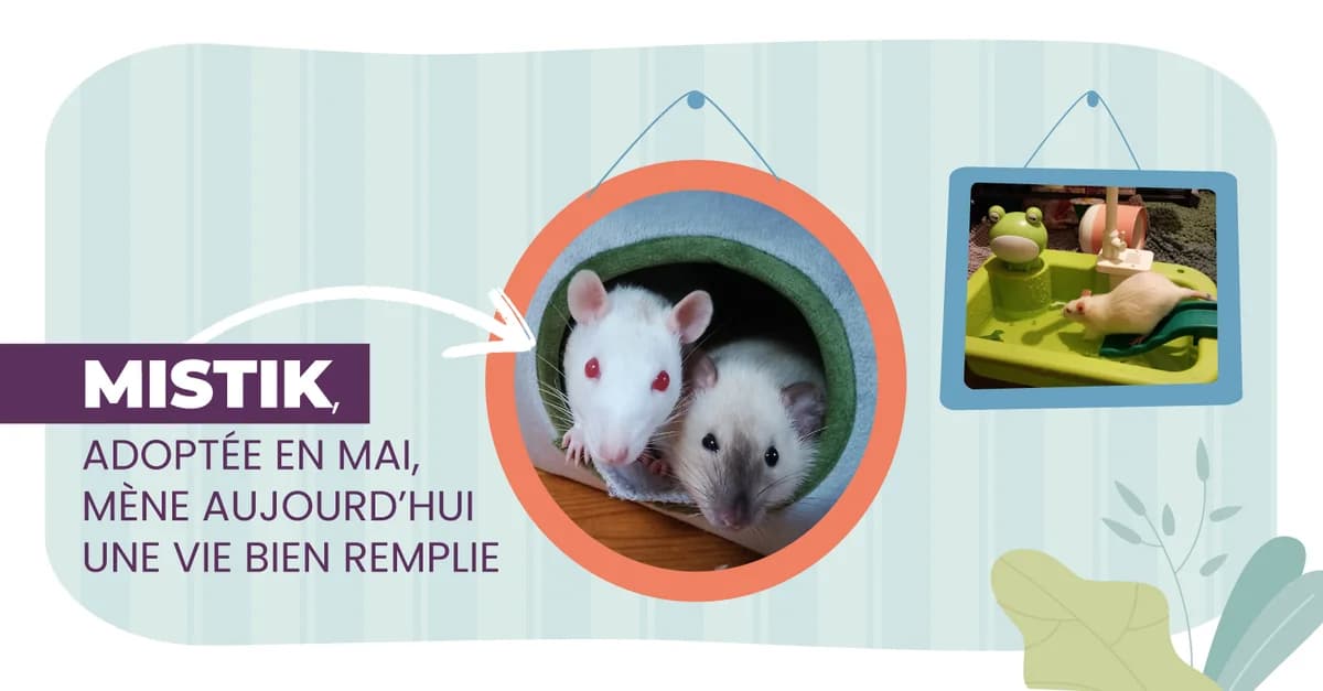 Des nouvelles de Mistik, male Mixed Breed for adoption at Association GRAAL (Groupement de Réflexion et d, Charenton-le-Pont