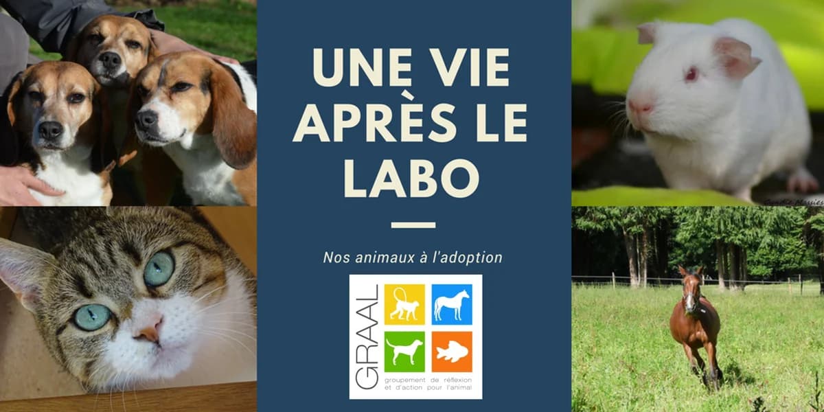 Adoptez un animal de laboratoire ! Janvier 2018, male Mixed Breed for adoption at Association GRAAL (Groupement de Réflexion et d