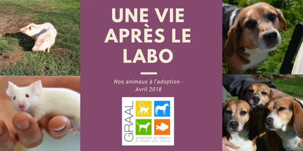 Nos animaux de laboratoire à adopter – Avril 2018, male Mixed Breed for adoption at Association GRAAL (Groupement de Réflexion et d