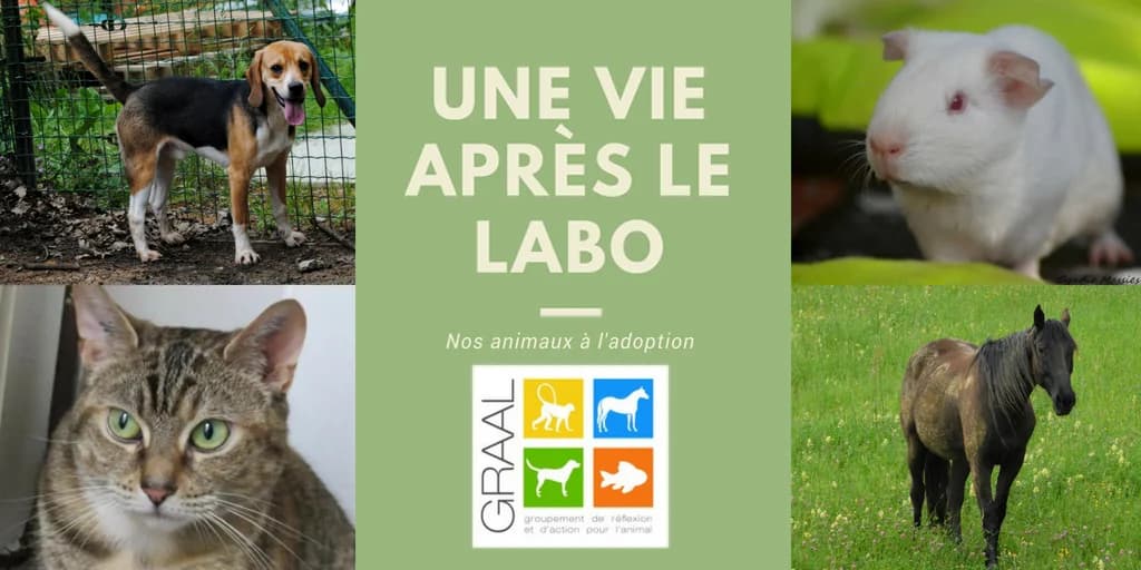 Animaux à adopter – Juin 2018, male Mixed Breed for adoption at Association GRAAL (Groupement de Réflexion et d