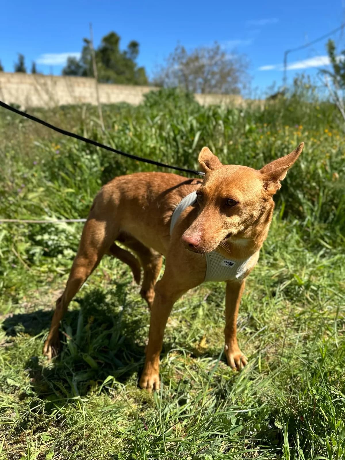 AKIRA, female Mixed Breed for adoption at Association Kahlua, association kahlua