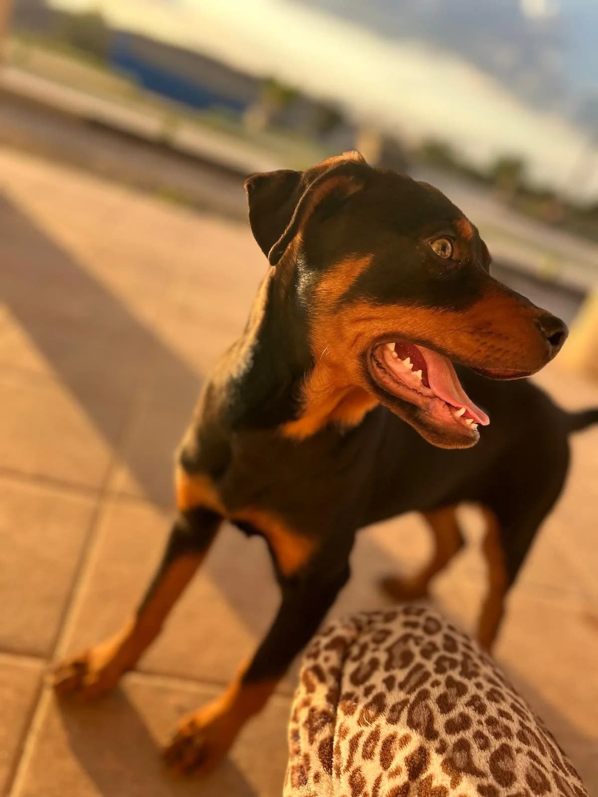 ALEX ET THEO, male puppy Mixed Breed for adoption at Association Kahlua, association kahlua
