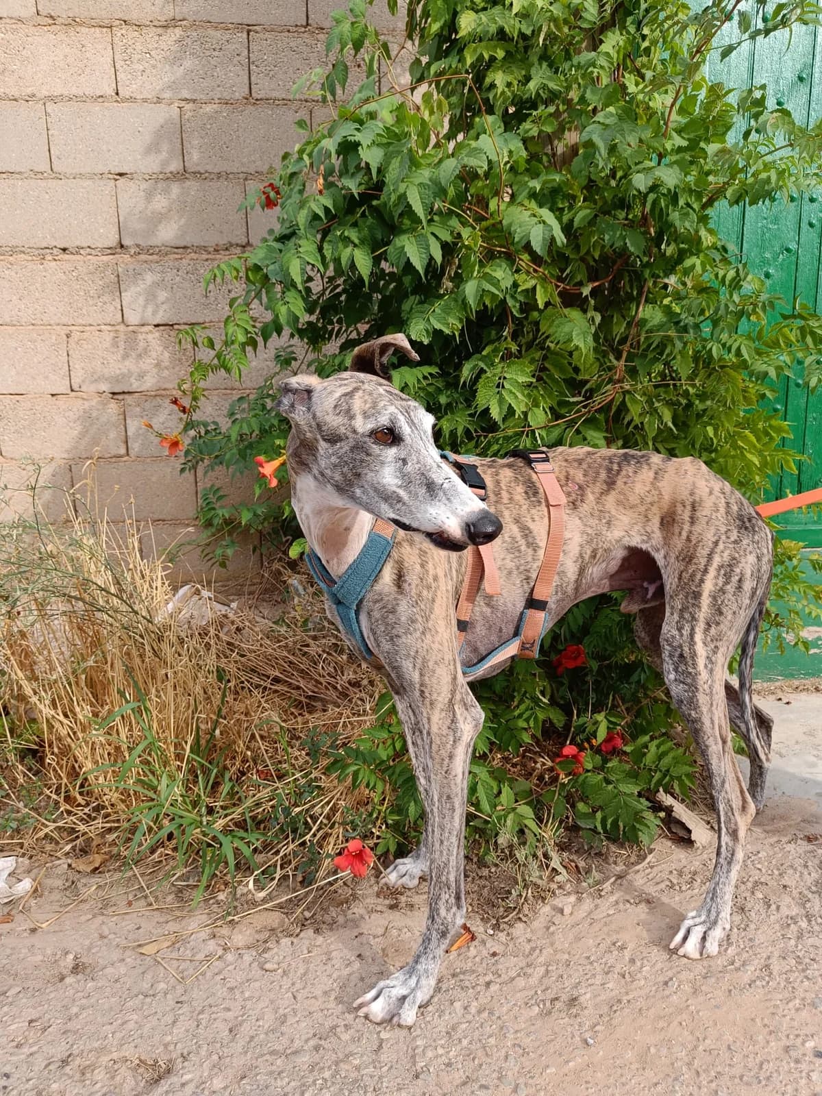 ARGOS, male Mixed Breed for adoption at Association Kahlua, association kahlua