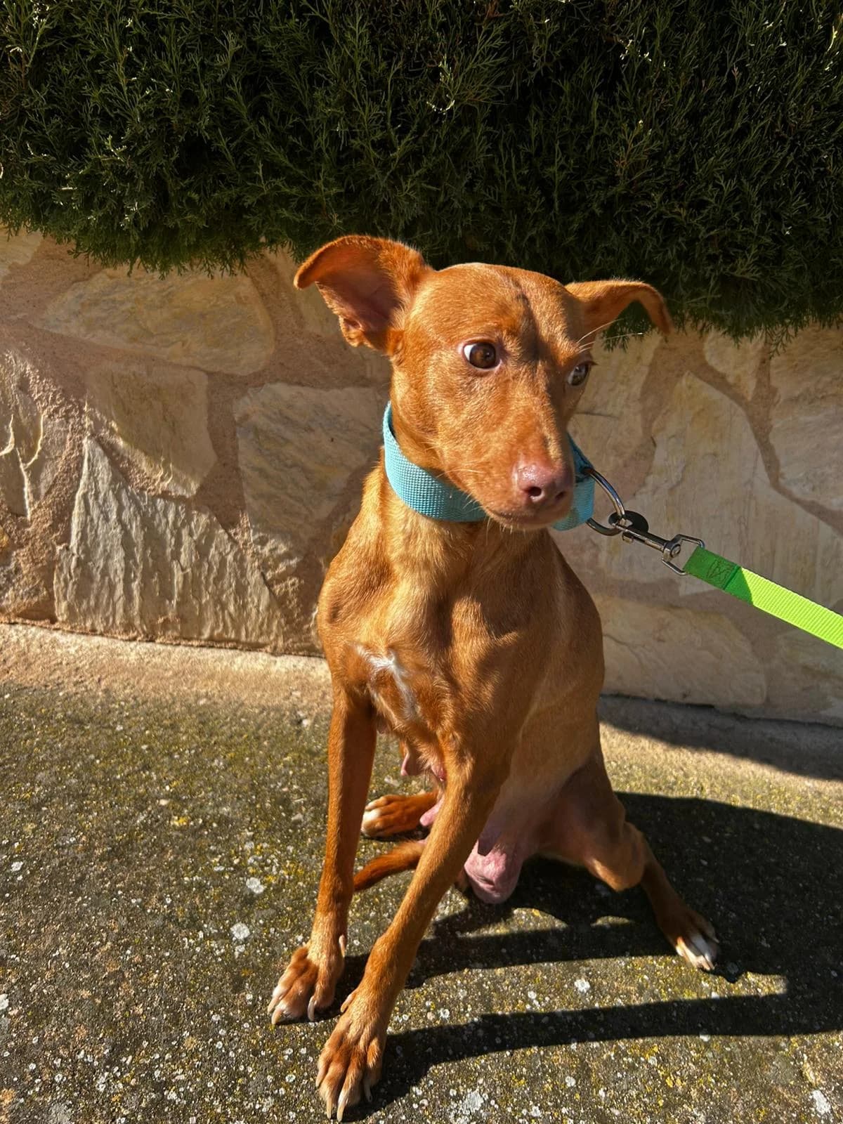 ASHA, female puppy Mixed Breed for adoption at Association Kahlua, association kahlua