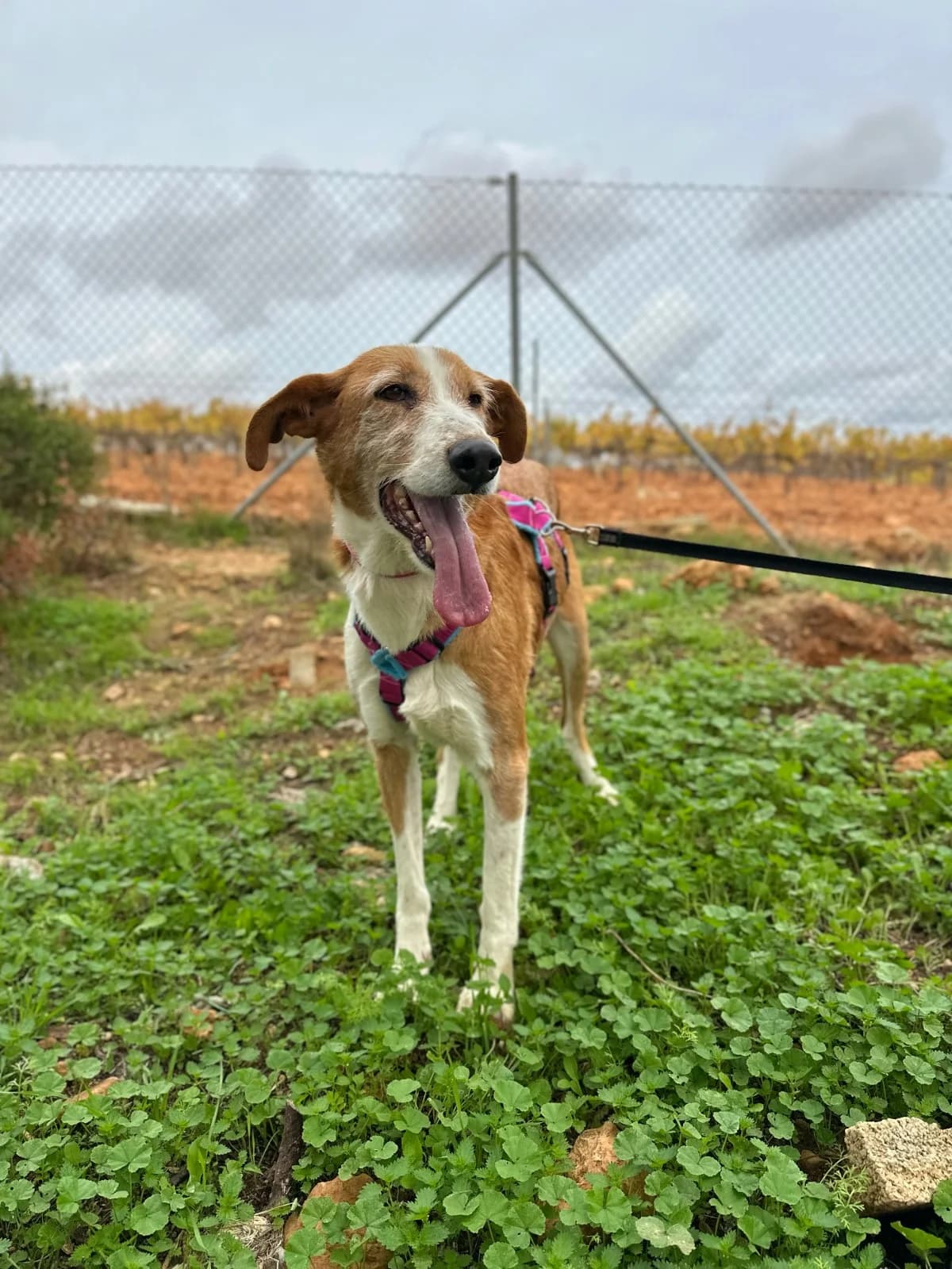 AURA, female puppy Mixed Breed for adoption at Association Kahlua, association kahlua