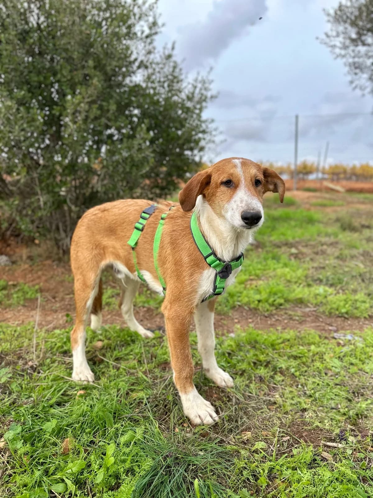 AXELLE, female puppy Mixed Breed for adoption at Association Kahlua, association kahlua