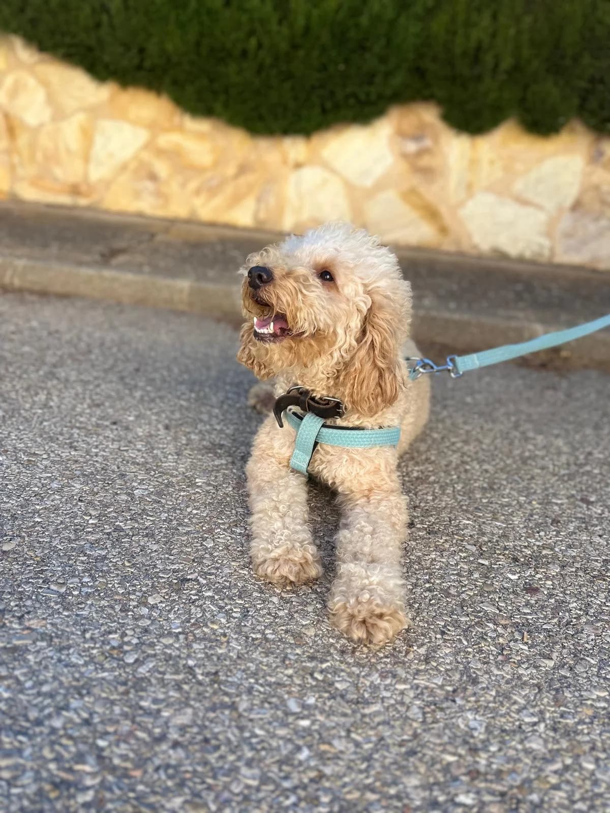 BALOO, male Mixed Breed for adoption at Association Kahlua, association kahlua