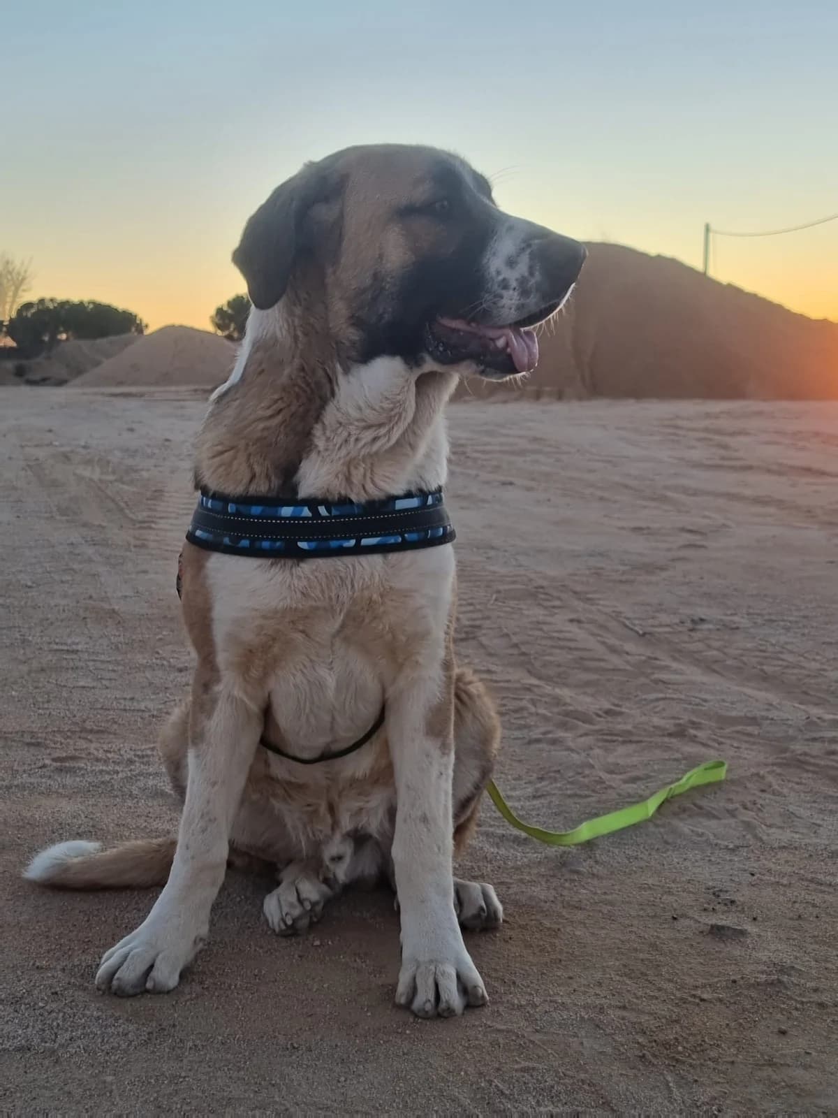 BEETHOVEN, male Mixed Breed for adoption at Association Kahlua, association kahlua