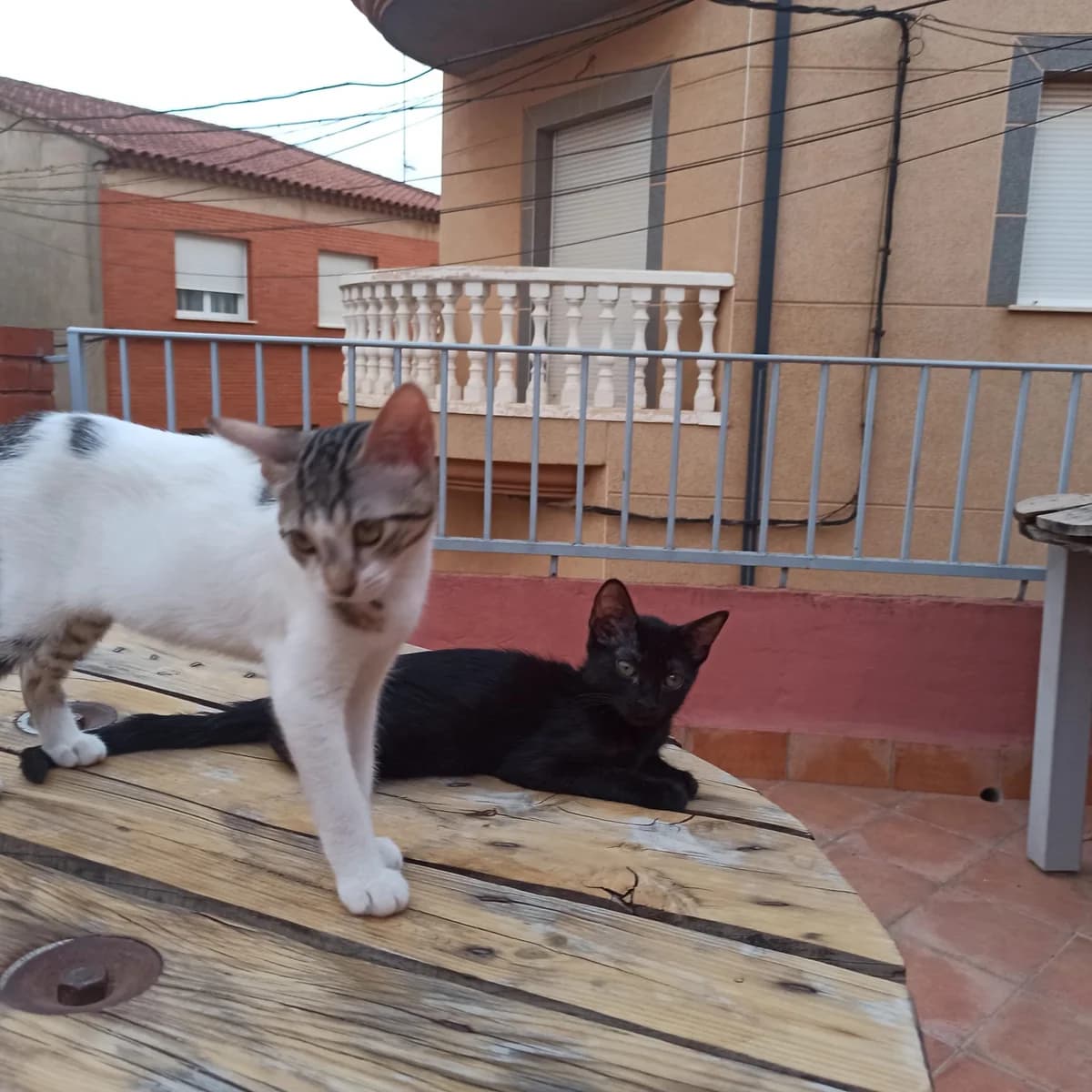 JENNY ET BETTY, female Mixed Breed for adoption at Association Kahlua, association kahlua