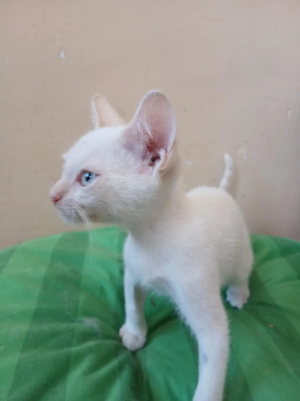BLANCO, male puppy Mixed Breed for adoption at Association Kahlua, association kahlua