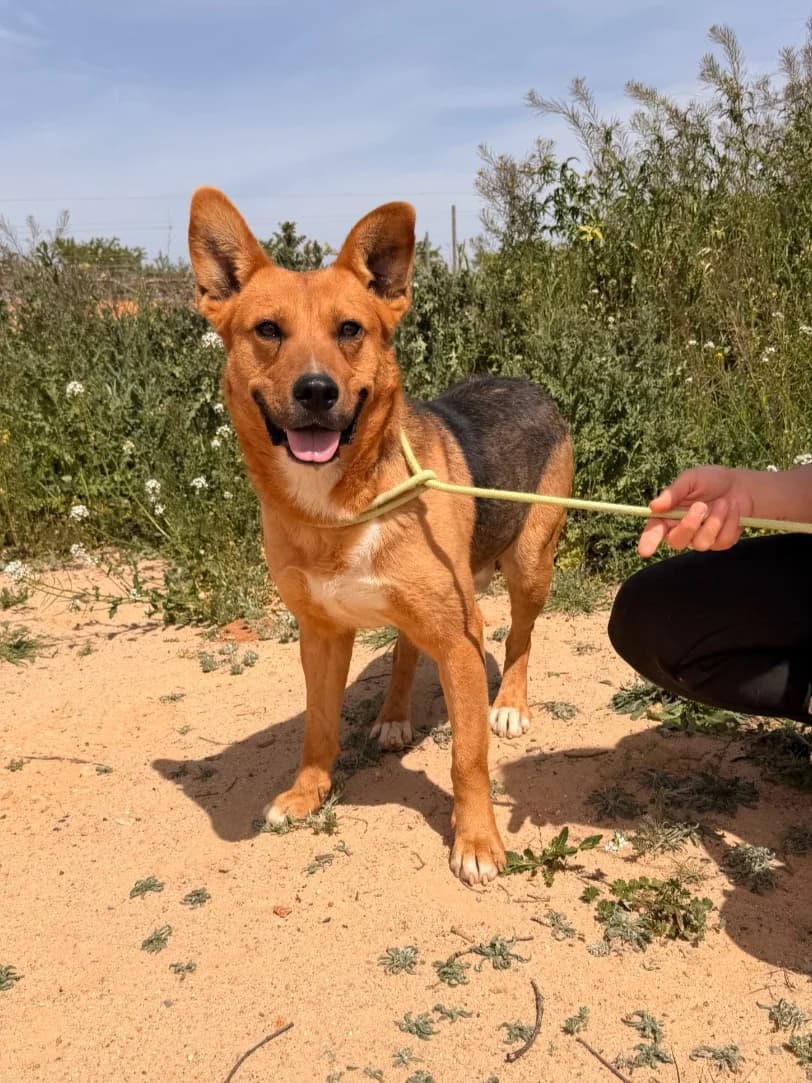 BOSS, male Mixed Breed for adoption at Association Kahlua, association kahlua