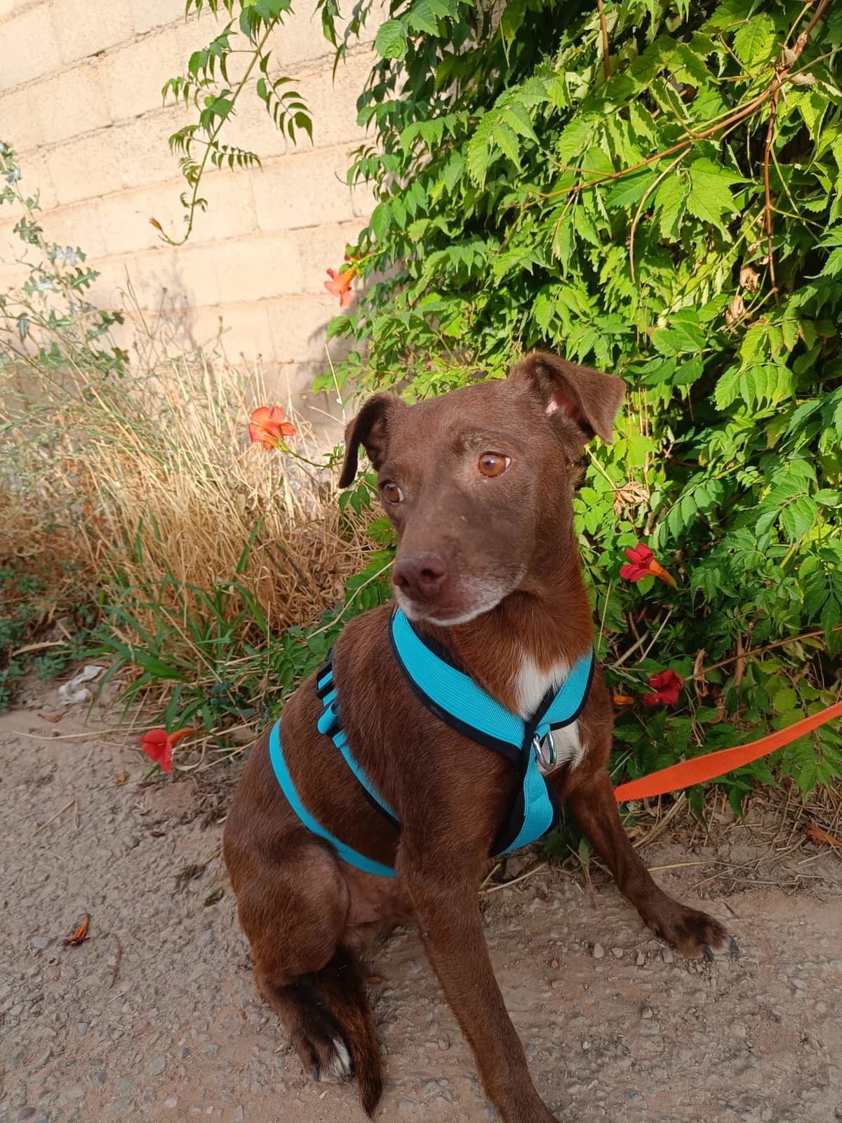 CACAO, male Mixed Breed for adoption at Association Kahlua, association kahlua