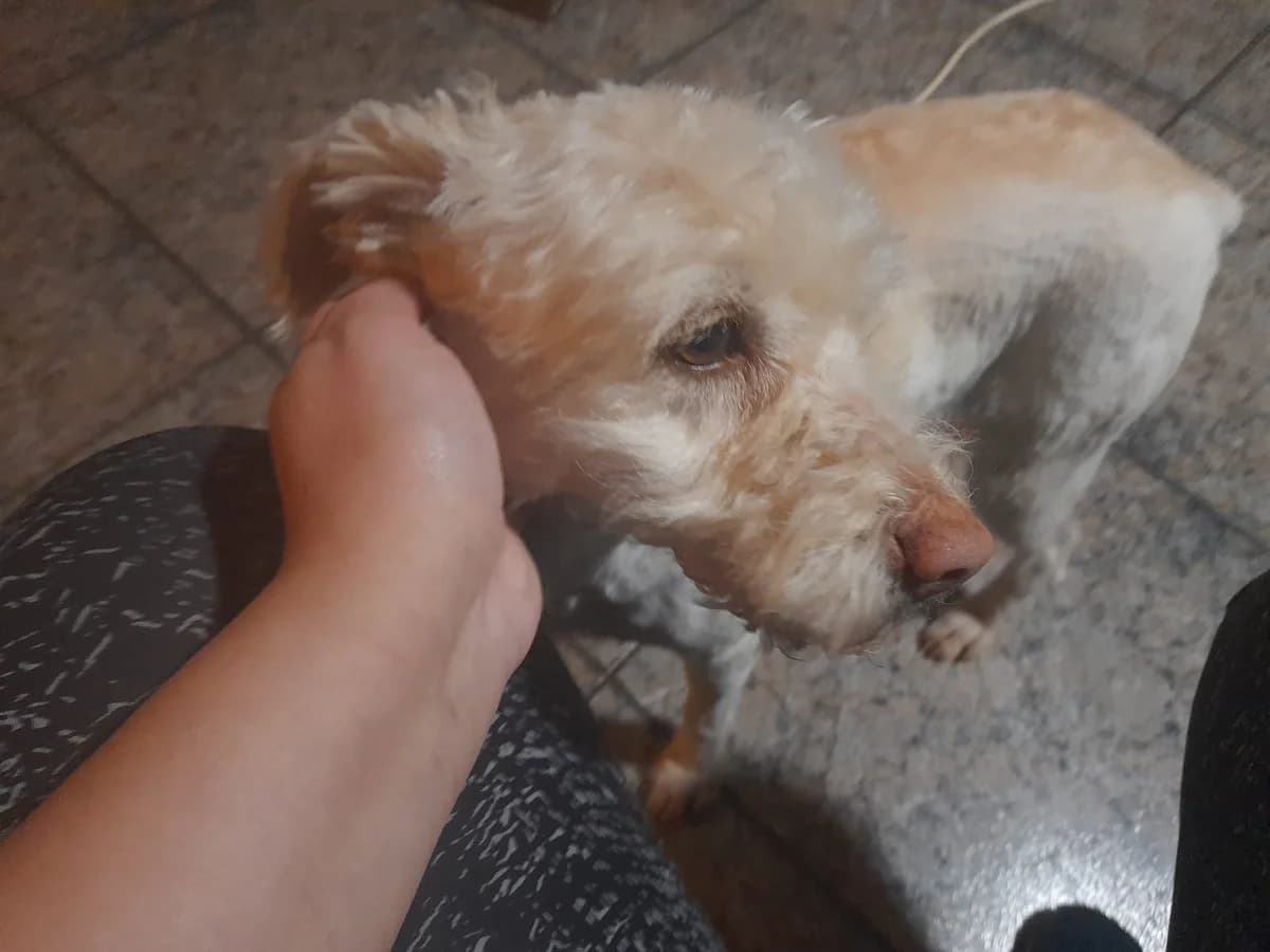 CAYETANA, female puppy Mixed Breed for adoption at Association Kahlua, association kahlua