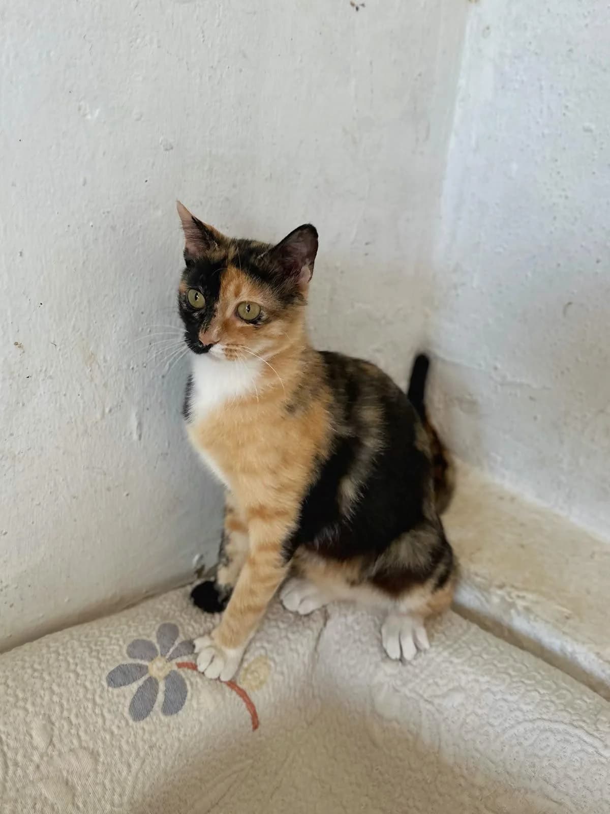 ENOLA, female Mixed Breed for adoption at Association Kahlua, association kahlua