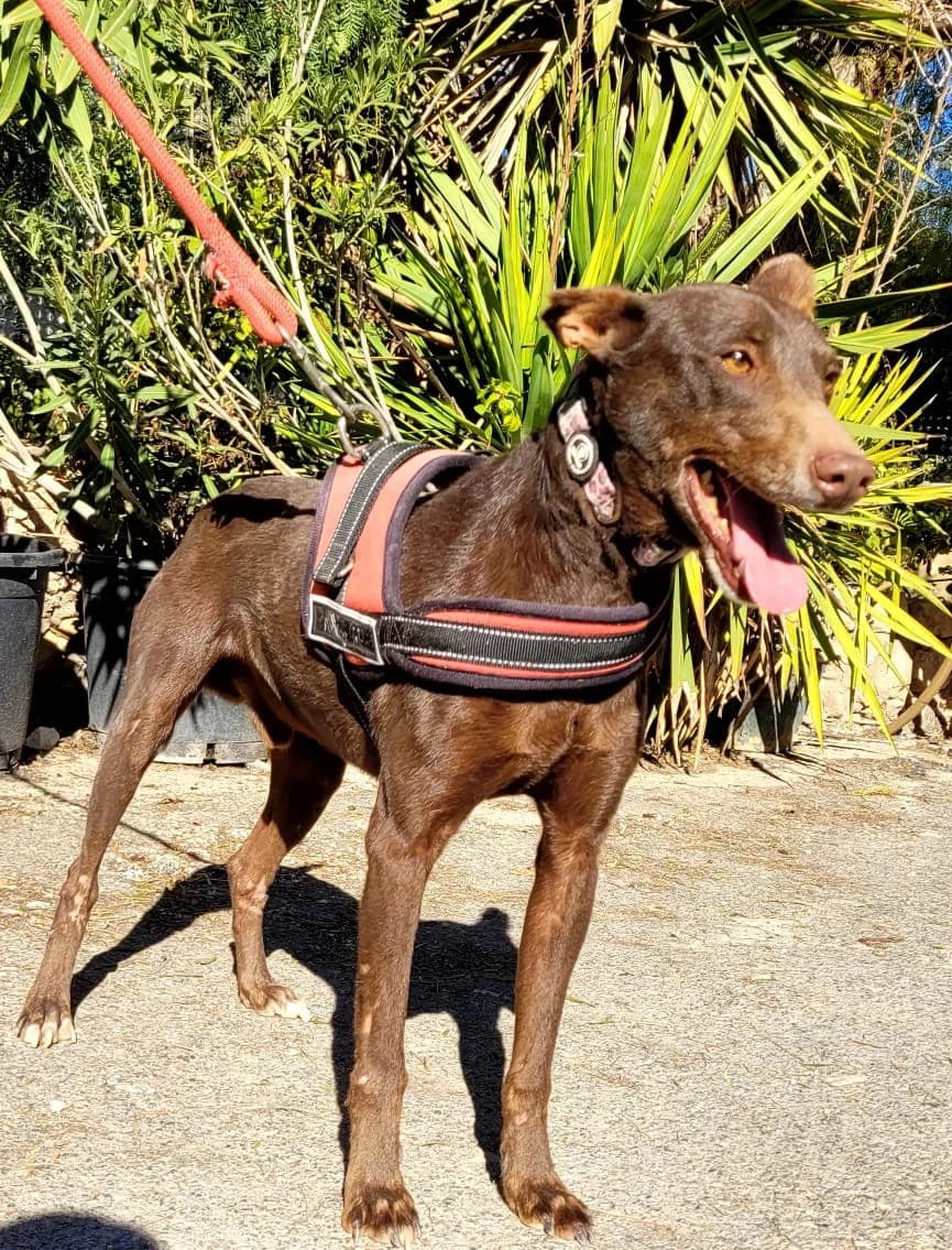 GASPARD, male Mixed Breed for adoption at Association Kahlua, association kahlua