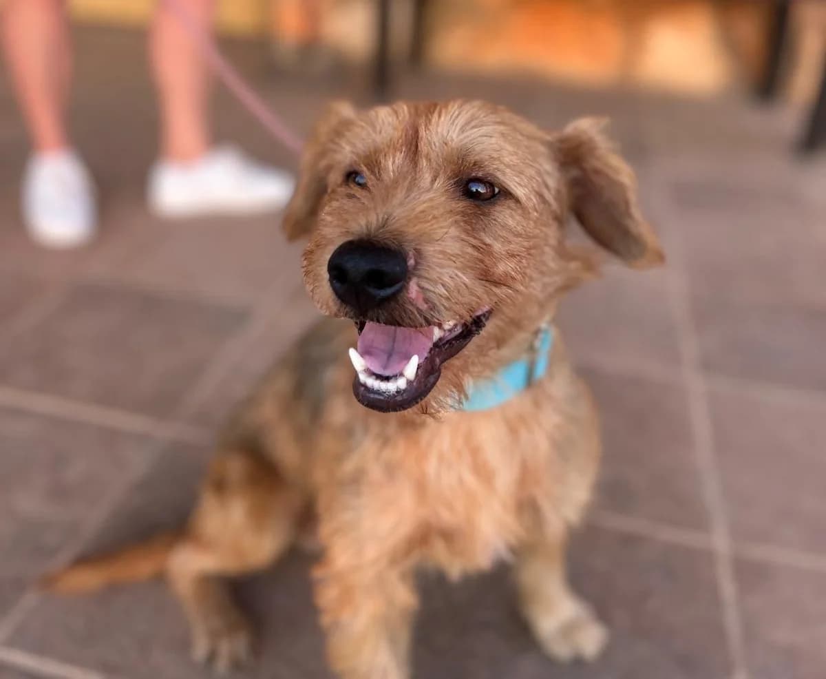KORRI, male Mixed Breed for adoption at Association Kahlua, association kahlua