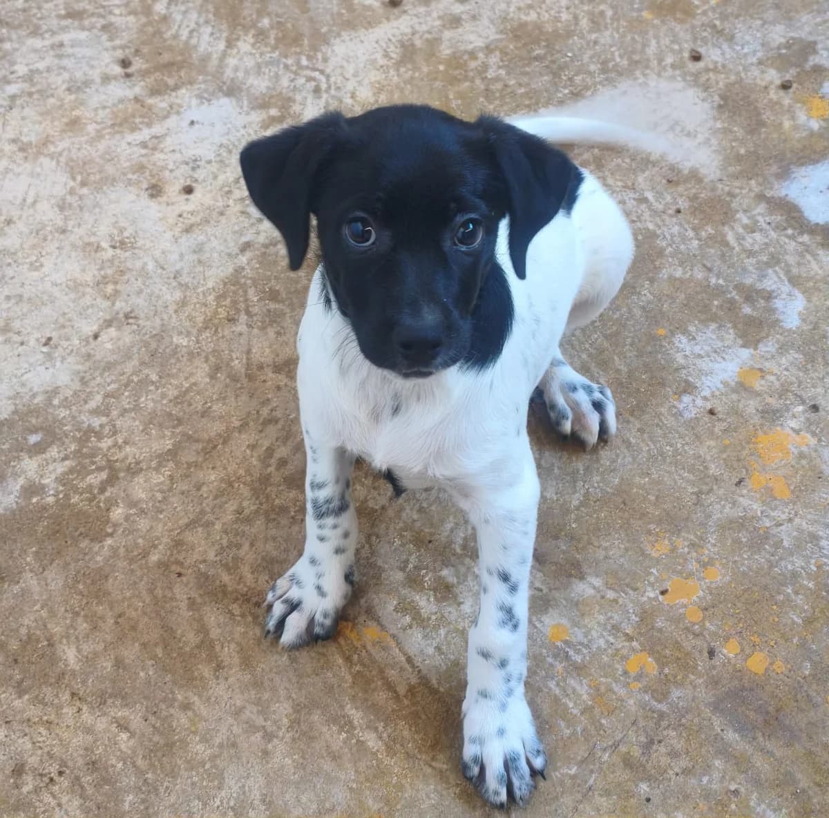 KUMA, KIYOMI ET KEIKO, female puppy Mixed Breed for adoption at Association Kahlua, association kahlua