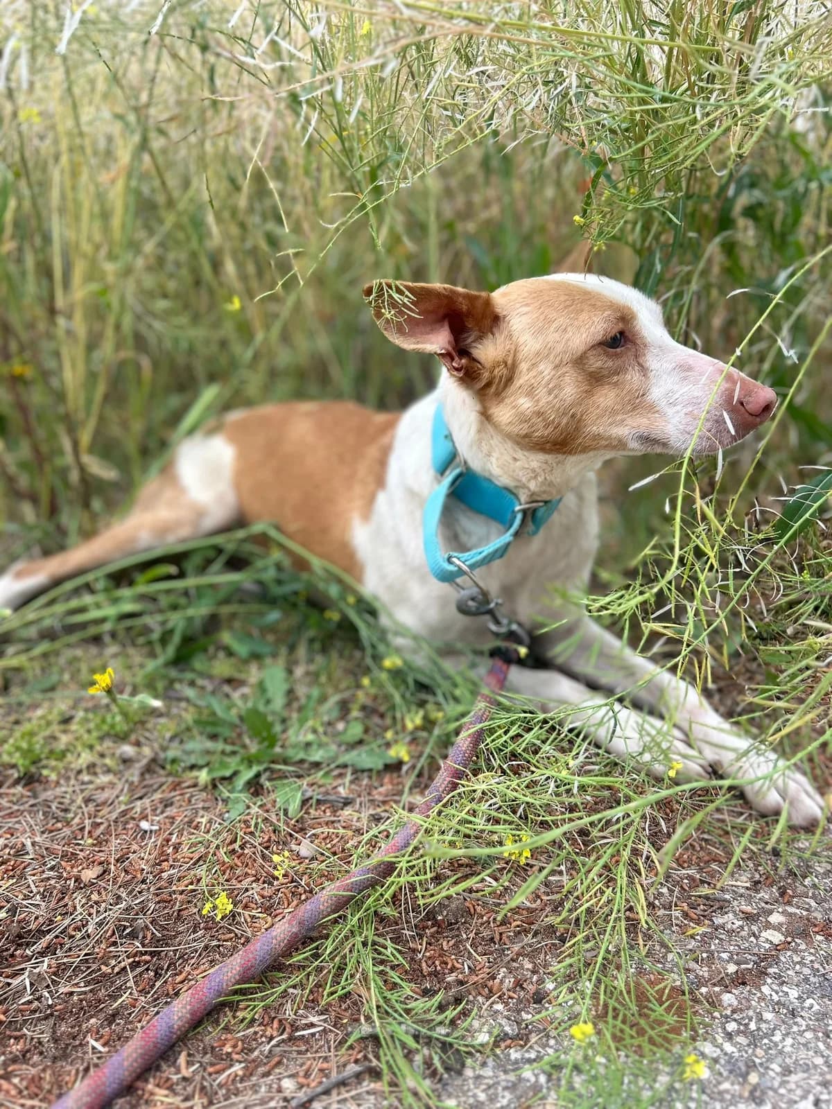 LILI, female Mixed Breed for adoption at Association Kahlua, association kahlua