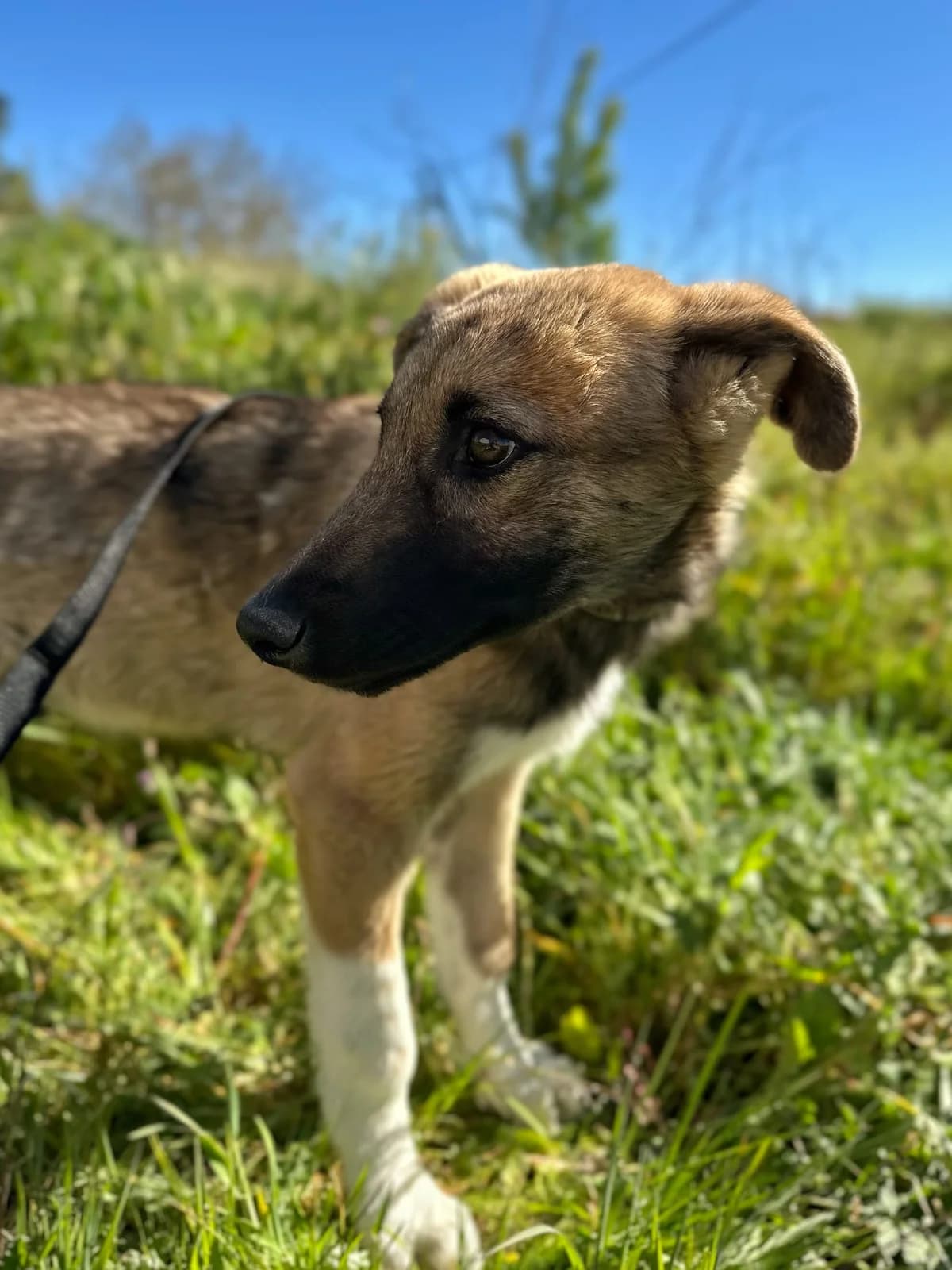 LOBITO, male puppy Mixed Breed for adoption at Association Kahlua, association kahlua