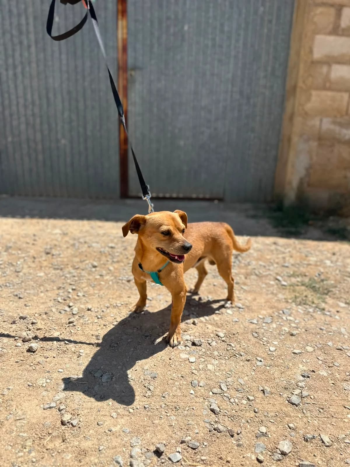 LOGAN, male Mixed Breed for adoption at Association Kahlua, association kahlua