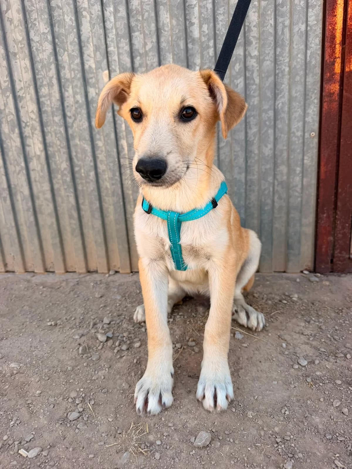 LOTTE ET LEROY, female puppy Mixed Breed for adoption at Association Kahlua, association kahlua