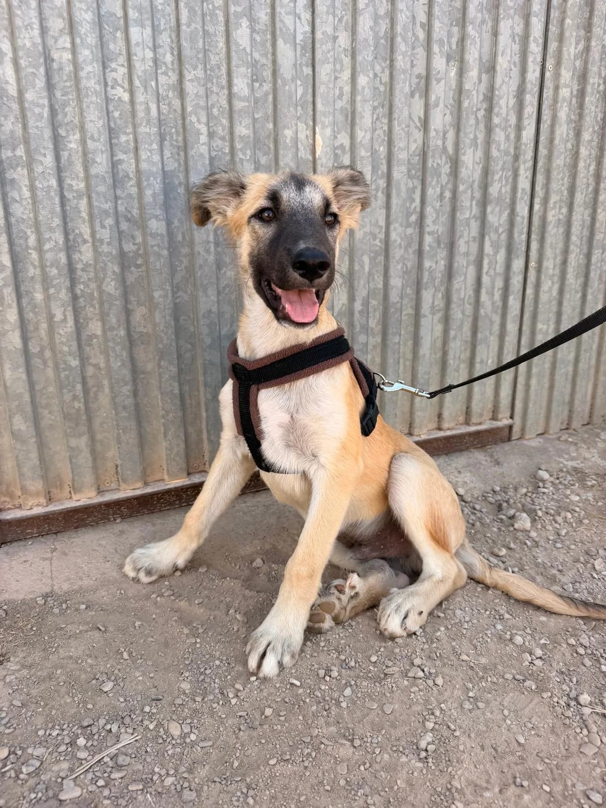 LOTTE ET MATTI, female puppy Mixed Breed for adoption at Association Kahlua, association kahlua