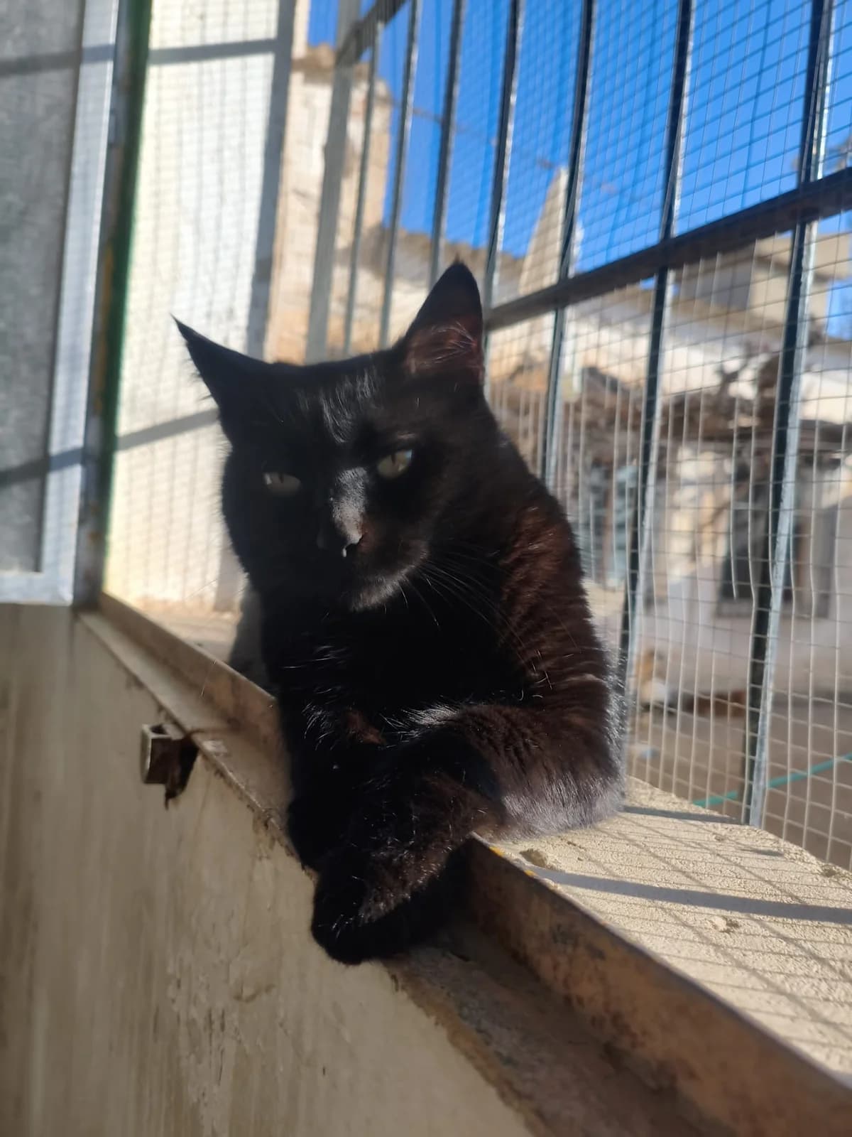 MERLIN, male Mixed Breed for adoption at Association Kahlua, association kahlua