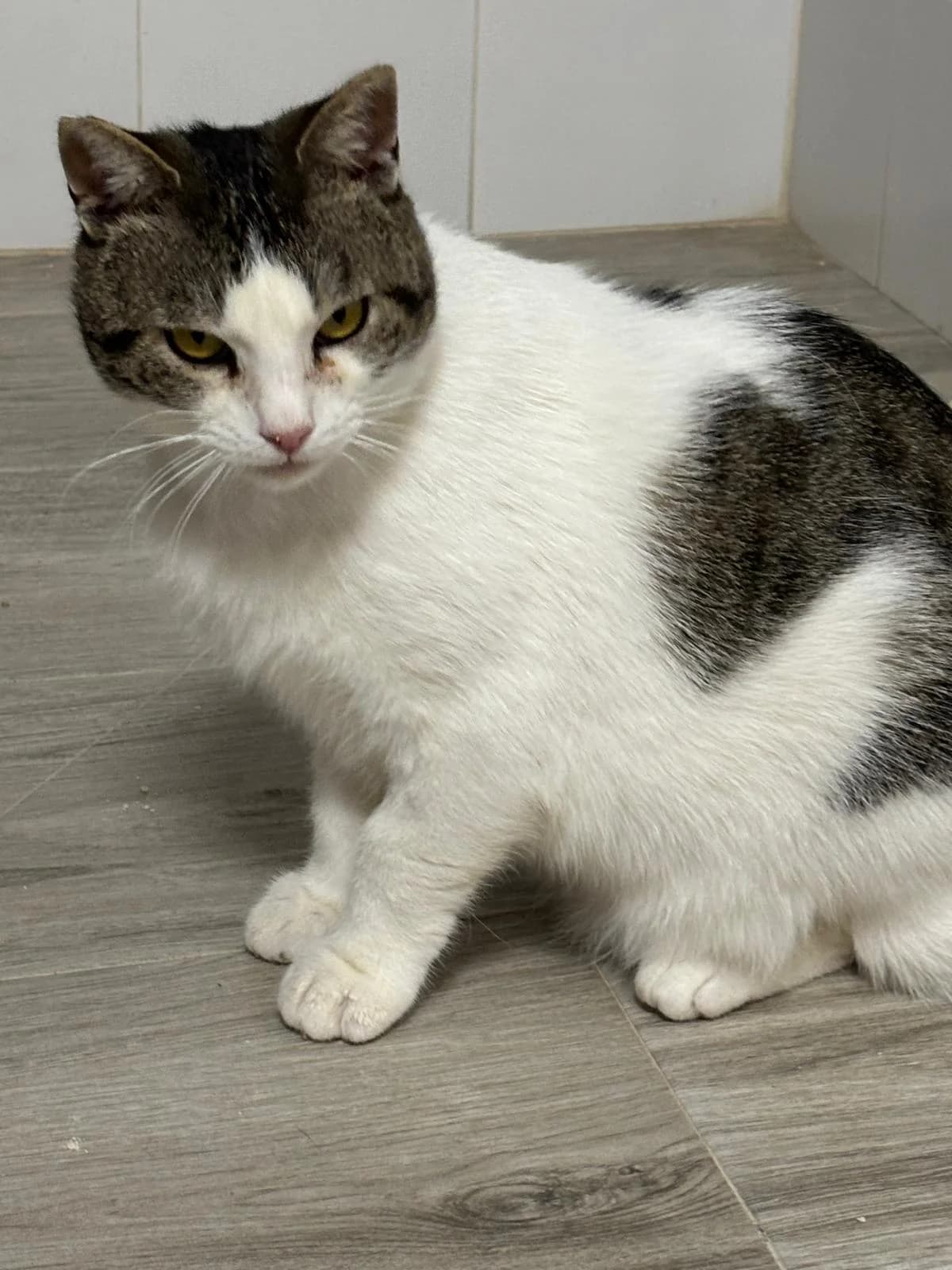 MILOU, male Mixed Breed for adoption at Association Kahlua, association kahlua