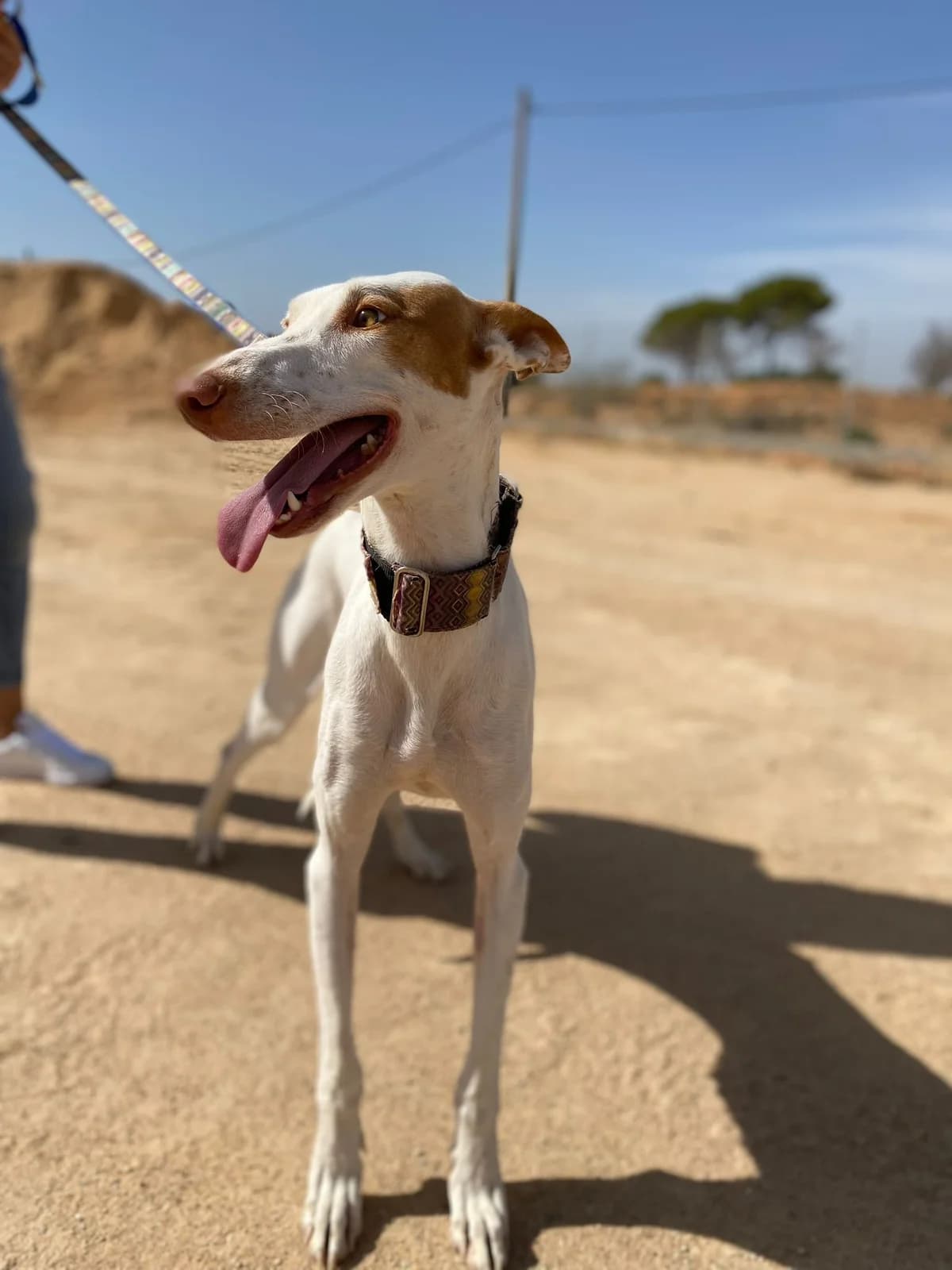 NATA, female Mixed Breed for adoption at Association Kahlua, association kahlua