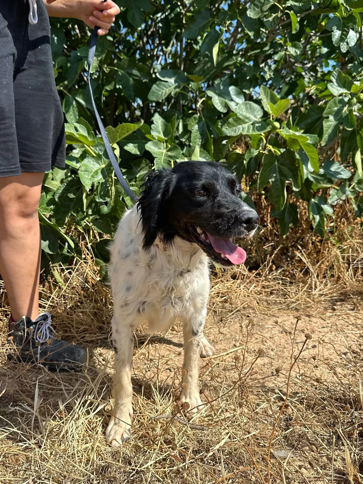 PANDA, male Mixed Breed for adoption at Association Kahlua, association kahlua
